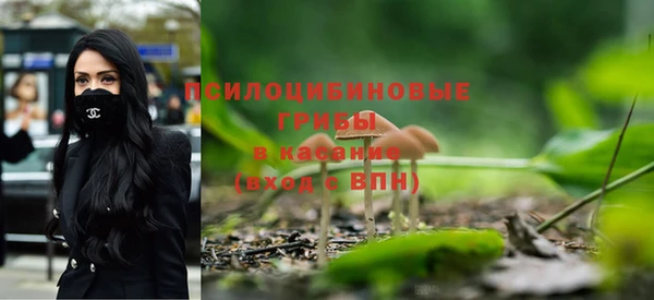прущие грибы Аркадак